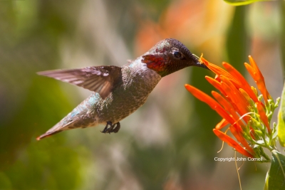 Annas-Hummingbird;Calypte-anna;Flying-Bird;Male;Photography;action;active;aloft;
